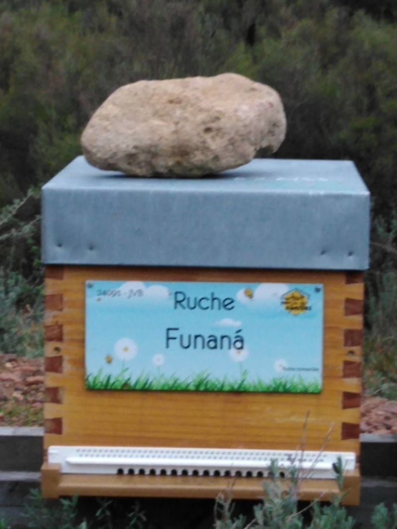 La ruche Funaná
