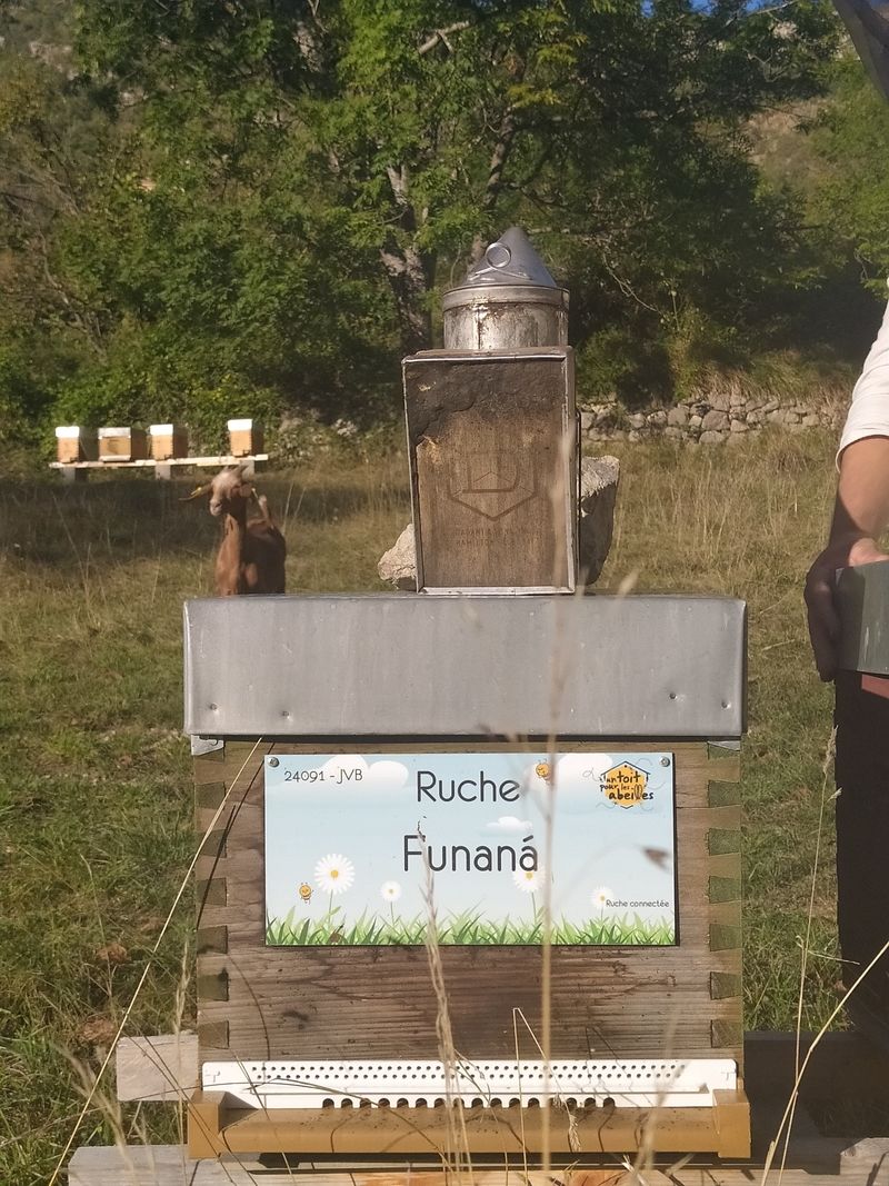 La ruche Funaná