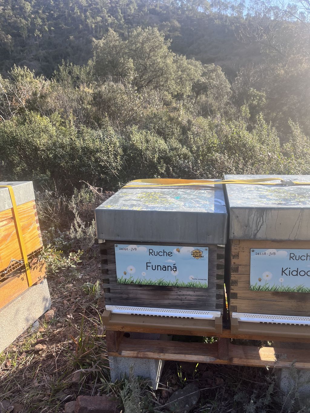 La ruche Funaná
