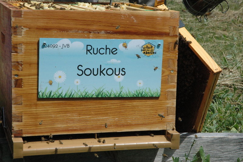 La ruche Soukous