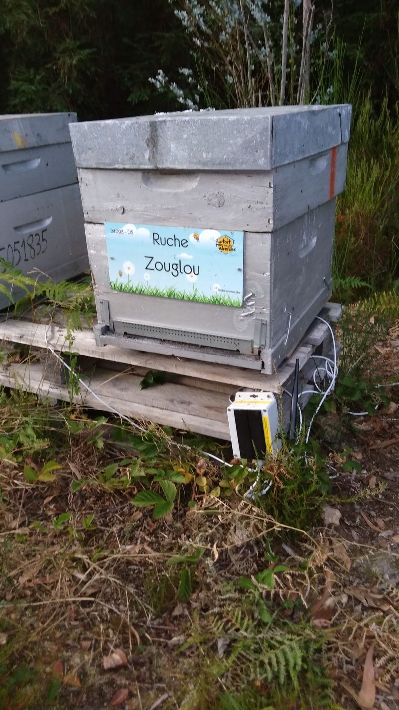 La ruche Zouglou