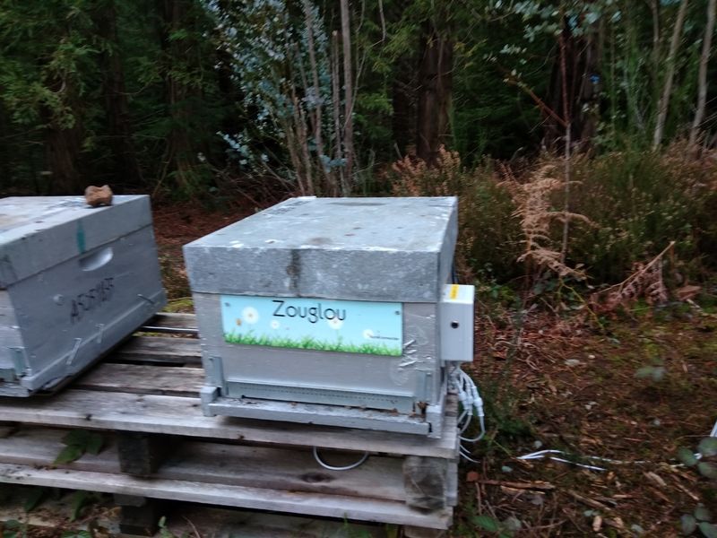La ruche Zouglou