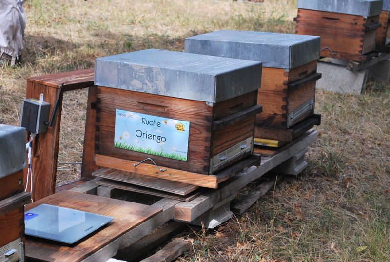 La ruche Oriengo
