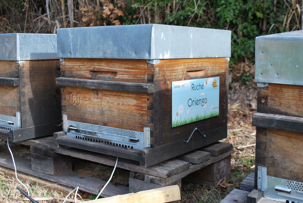 La ruche Oriengo
