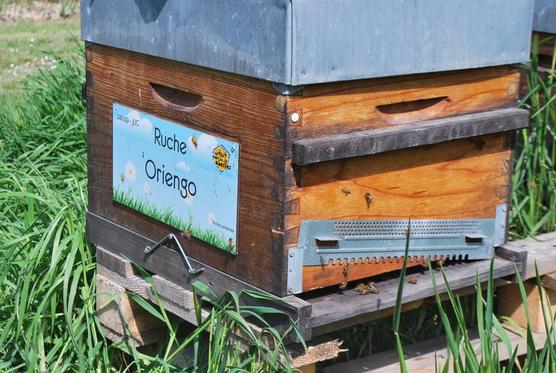 La ruche Oriengo