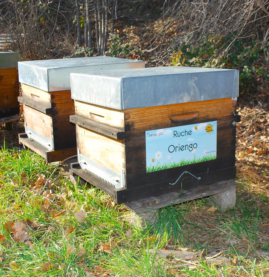 La ruche Oriengo