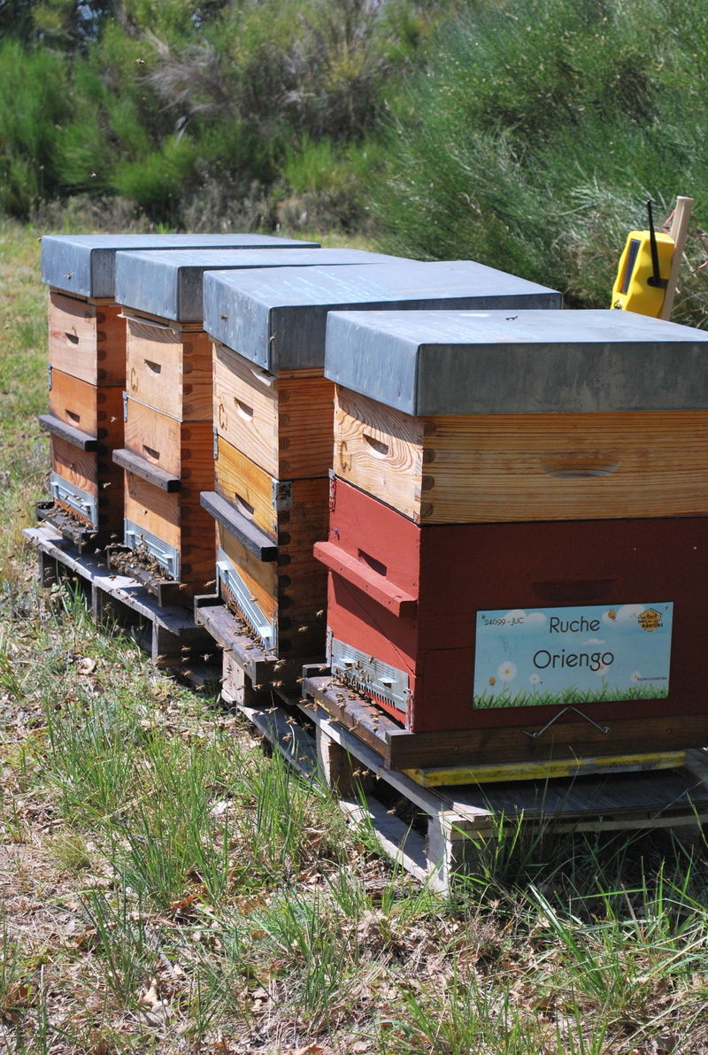 La ruche Oriengo