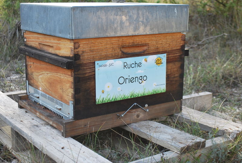 La ruche Oriengo
