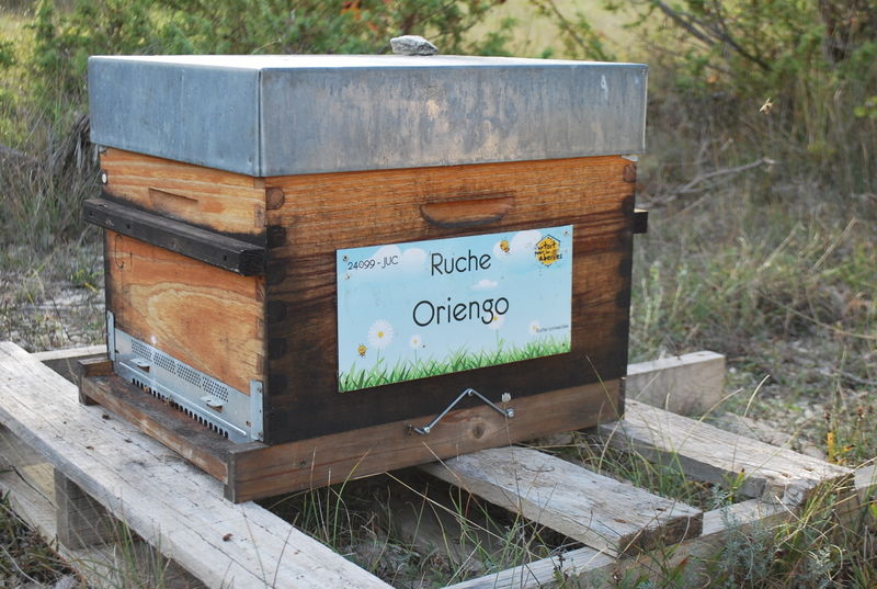 La ruche Oriengo