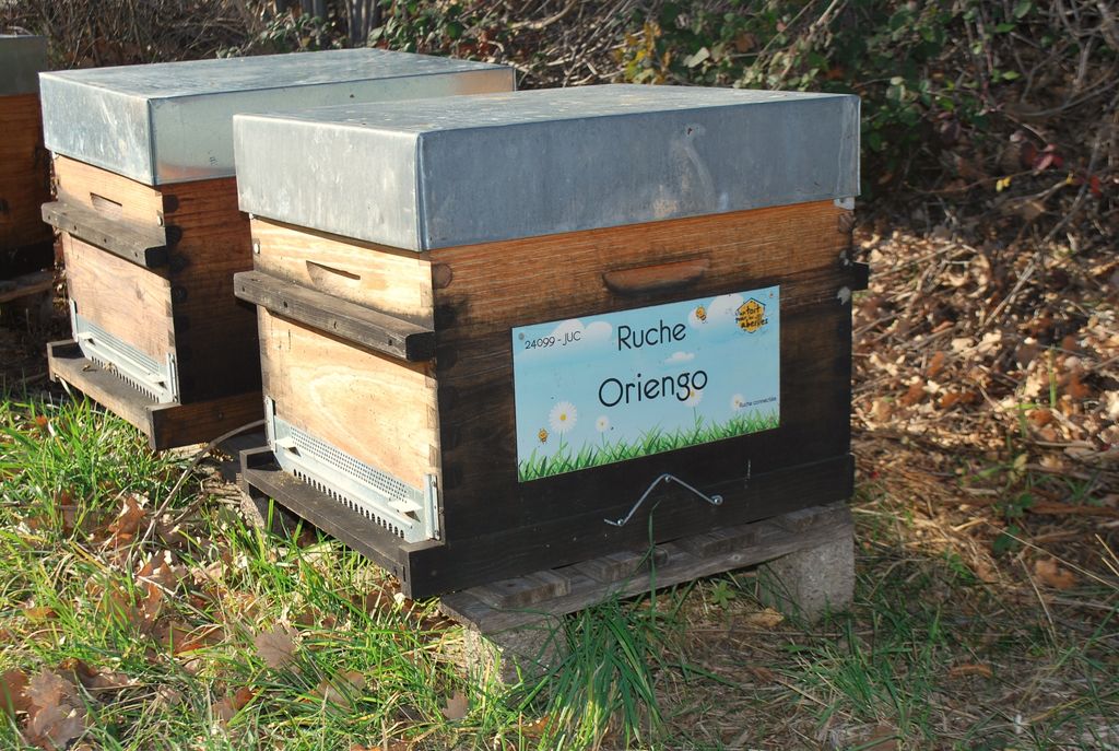 La ruche Oriengo
