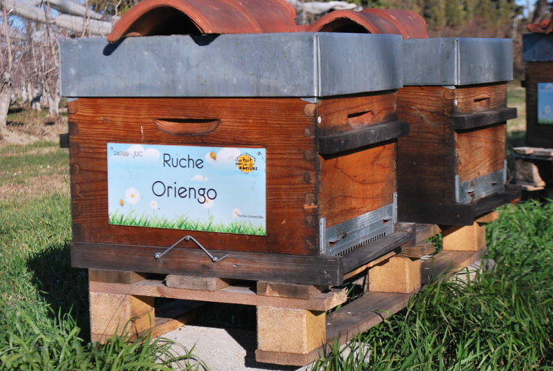 La ruche Oriengo