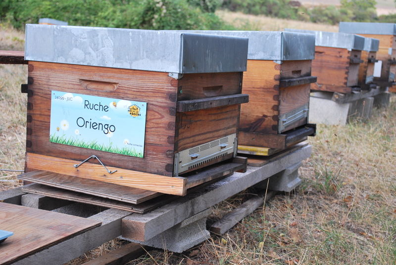 La ruche Oriengo