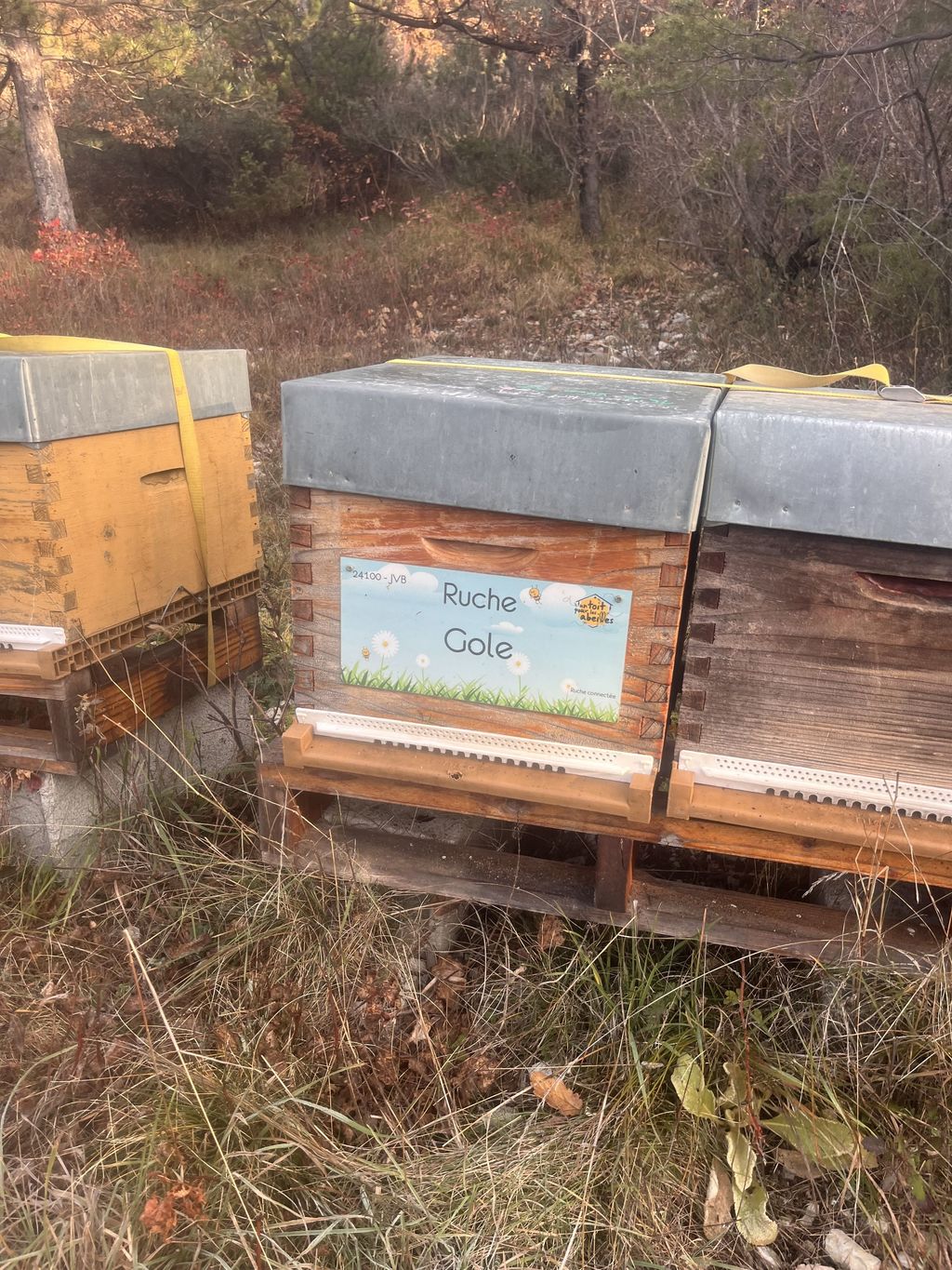 La ruche Gole