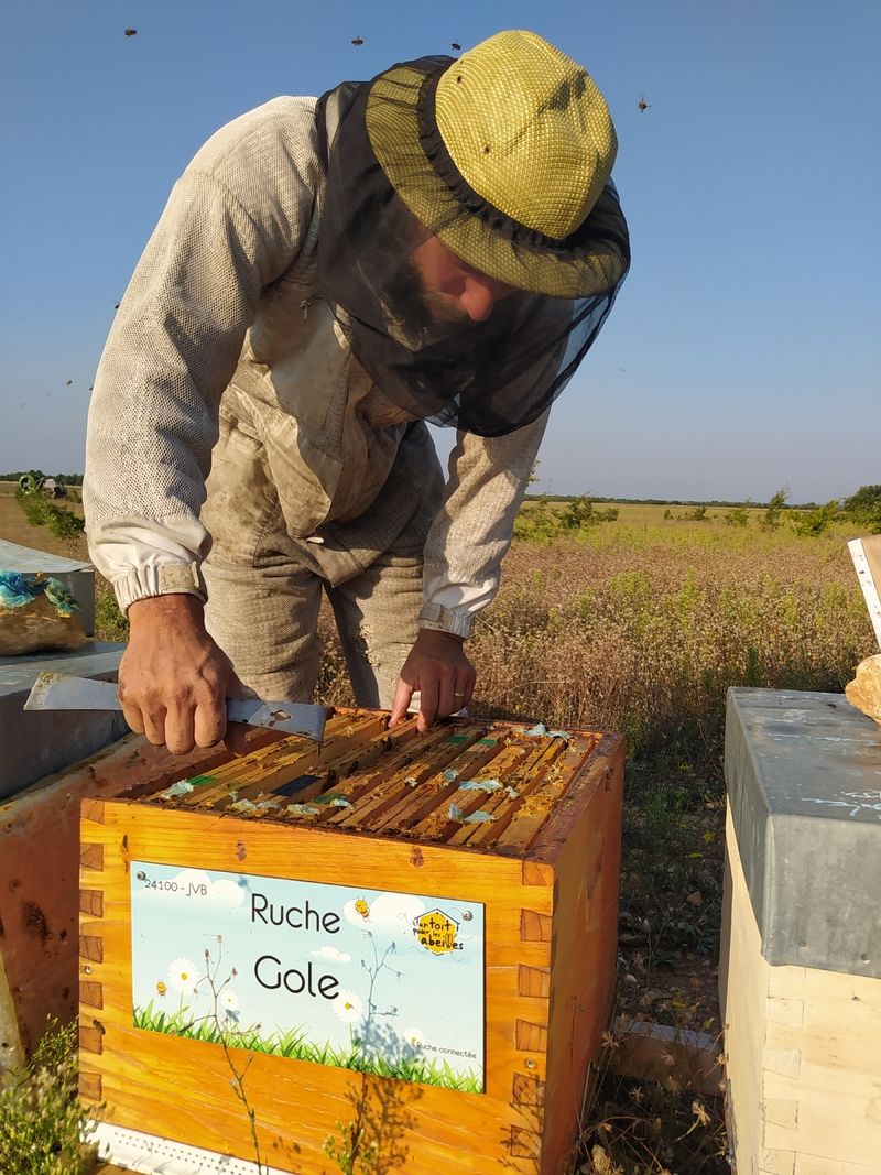 La ruche Gole