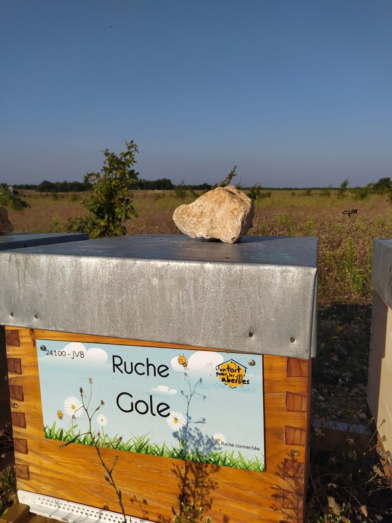 La ruche Gole