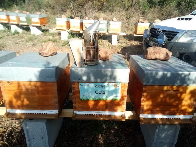 La ruche Gole