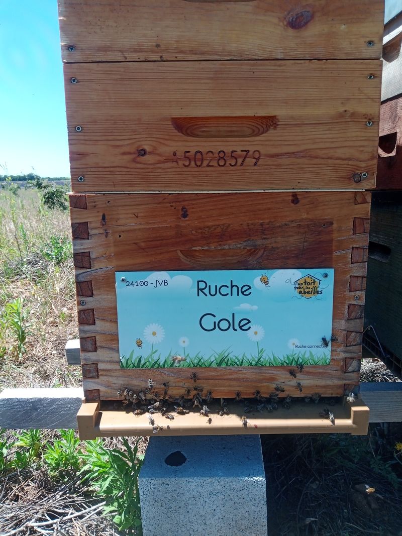 La ruche Gole