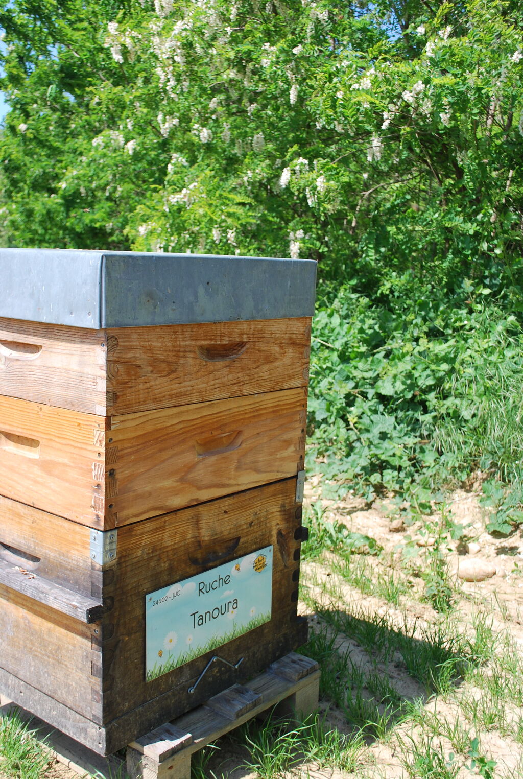 La ruche Tanoura