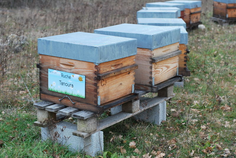 La ruche Tanoura
