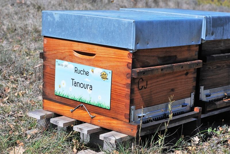 La ruche Tanoura