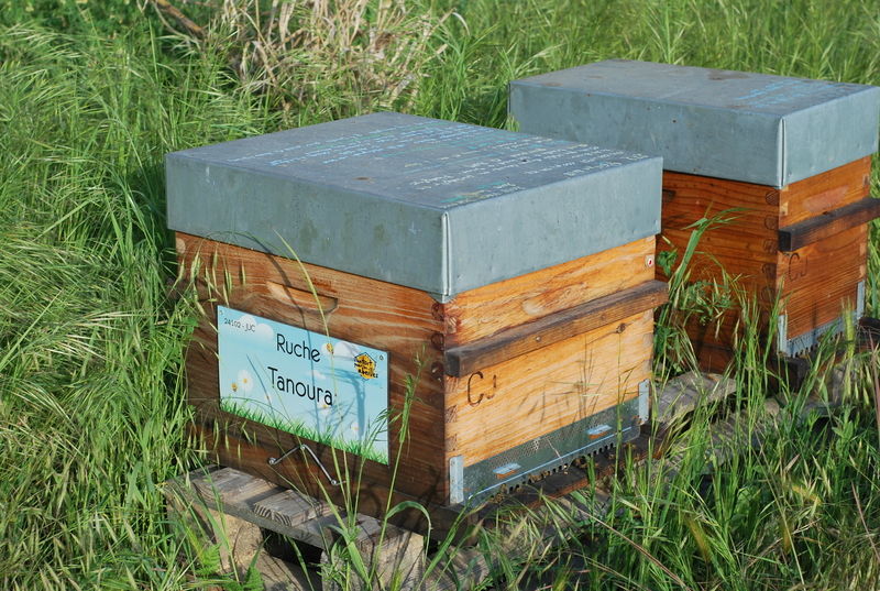 La ruche Tanoura