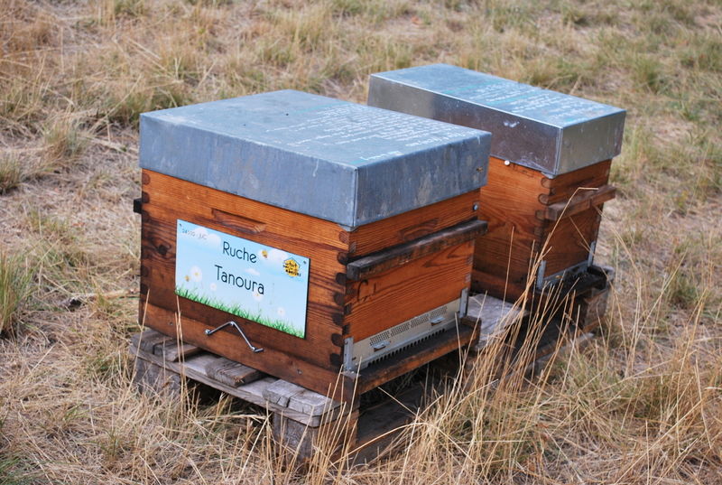 La ruche Tanoura