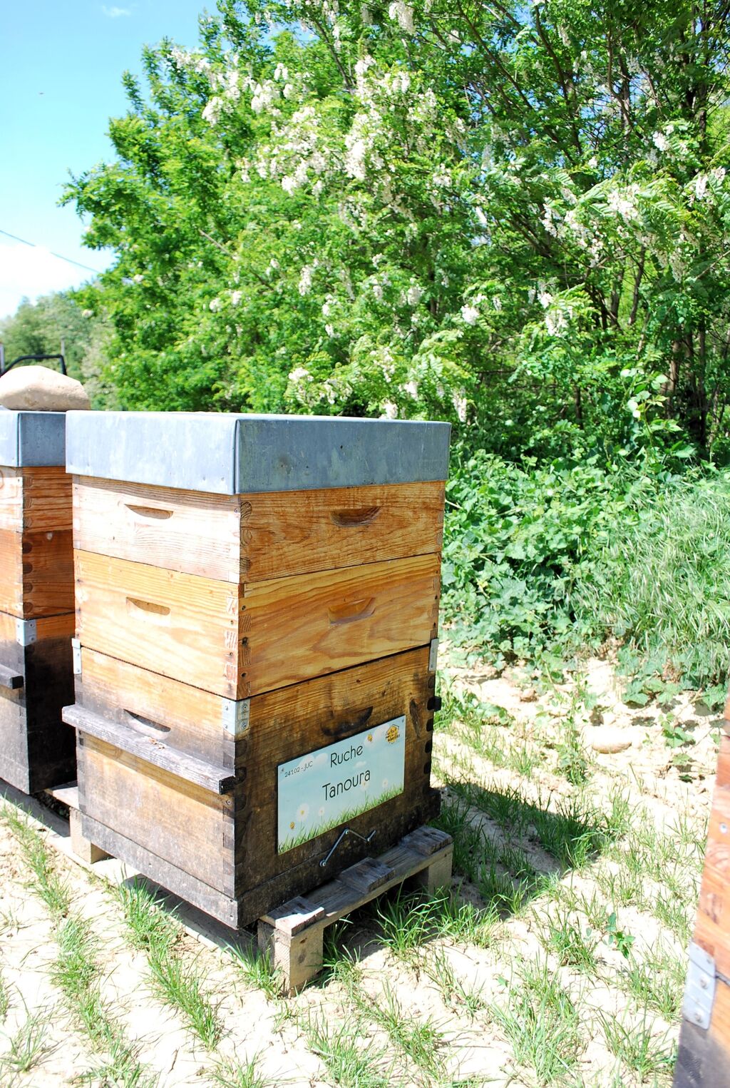 La ruche Tanoura