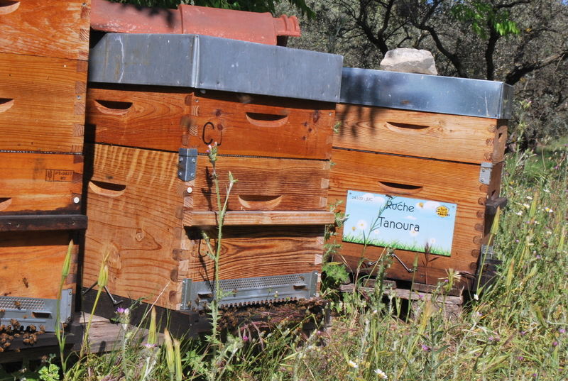 La ruche Tanoura
