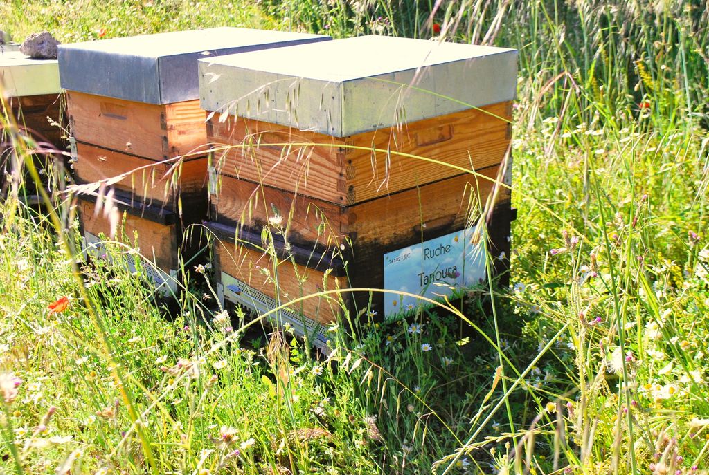 La ruche Tanoura