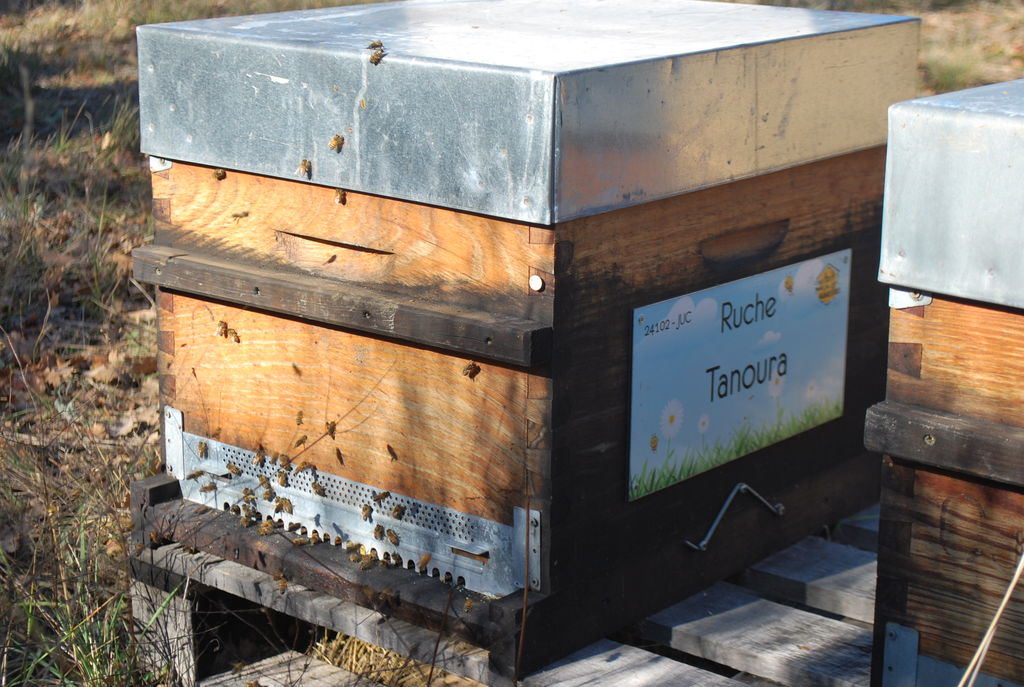 La ruche Tanoura