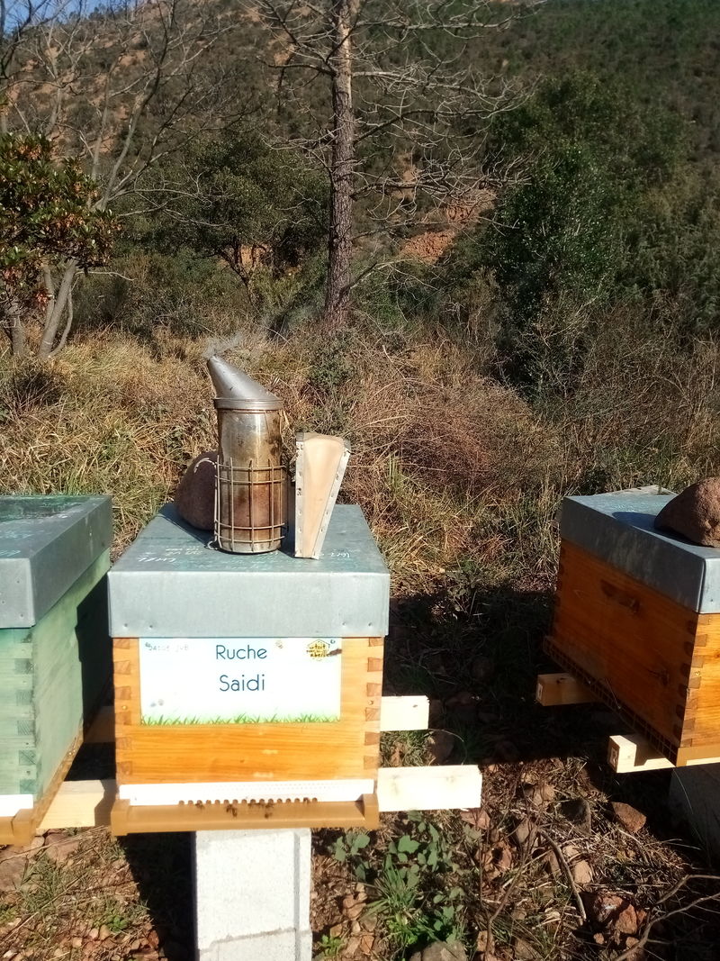 La ruche Saidi