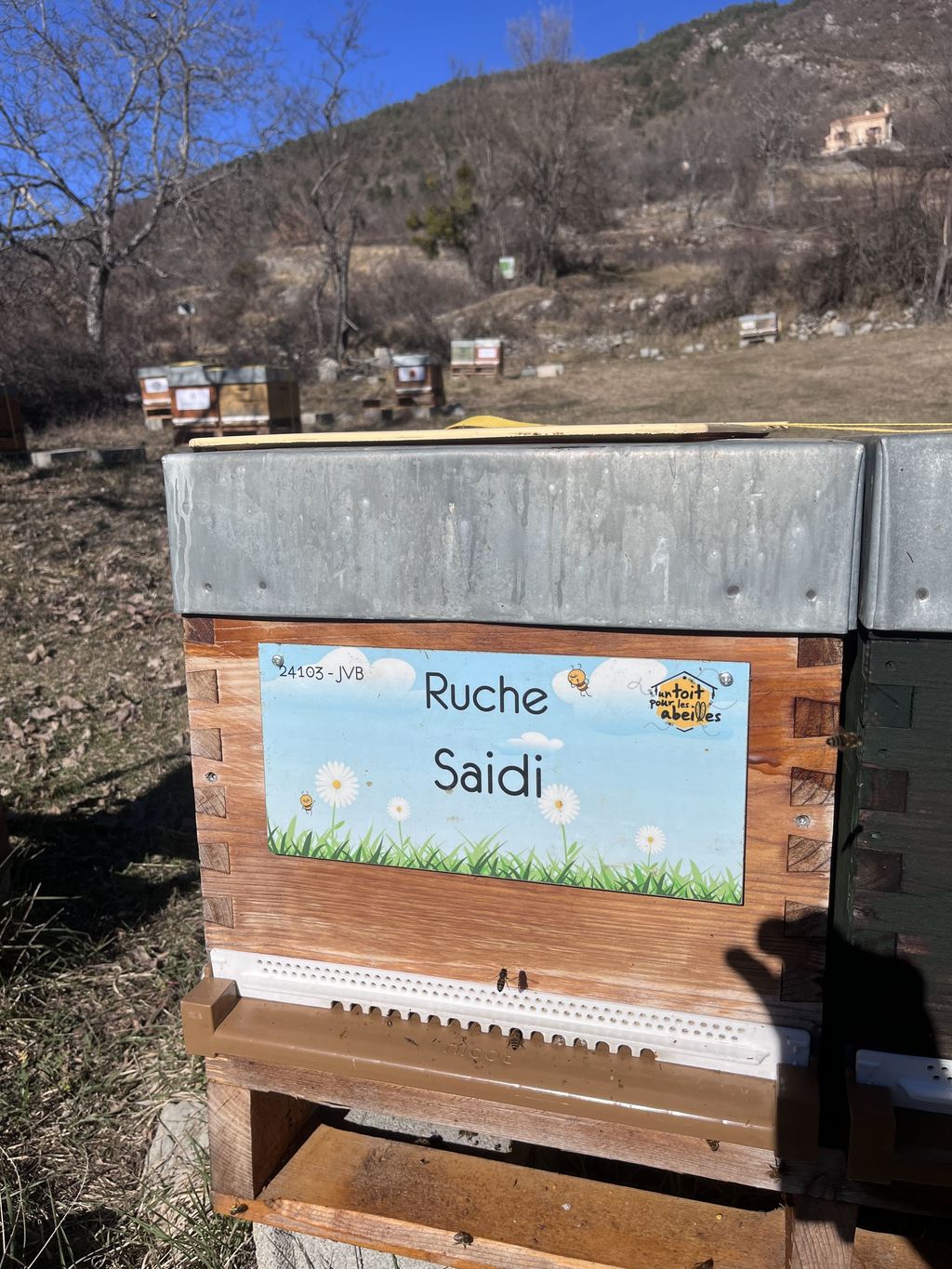 La ruche Saidi