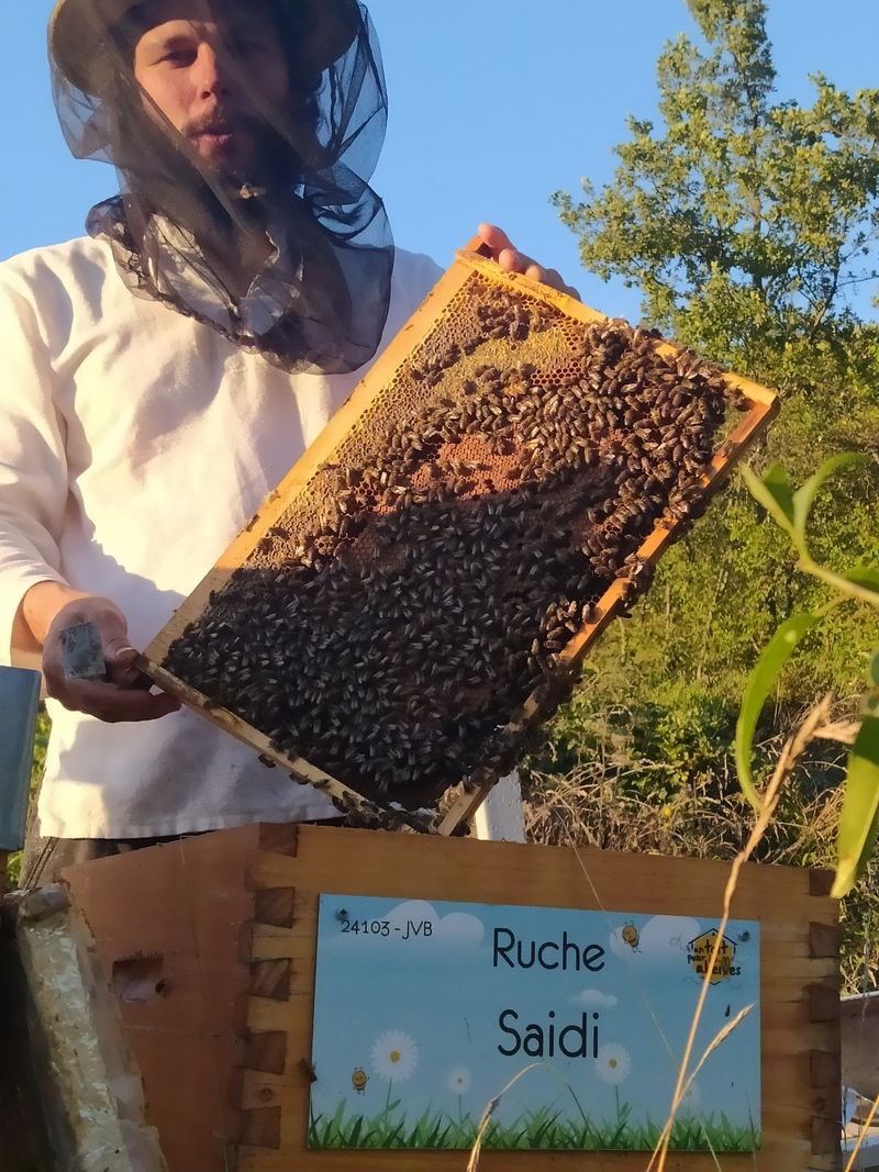 La ruche Saidi