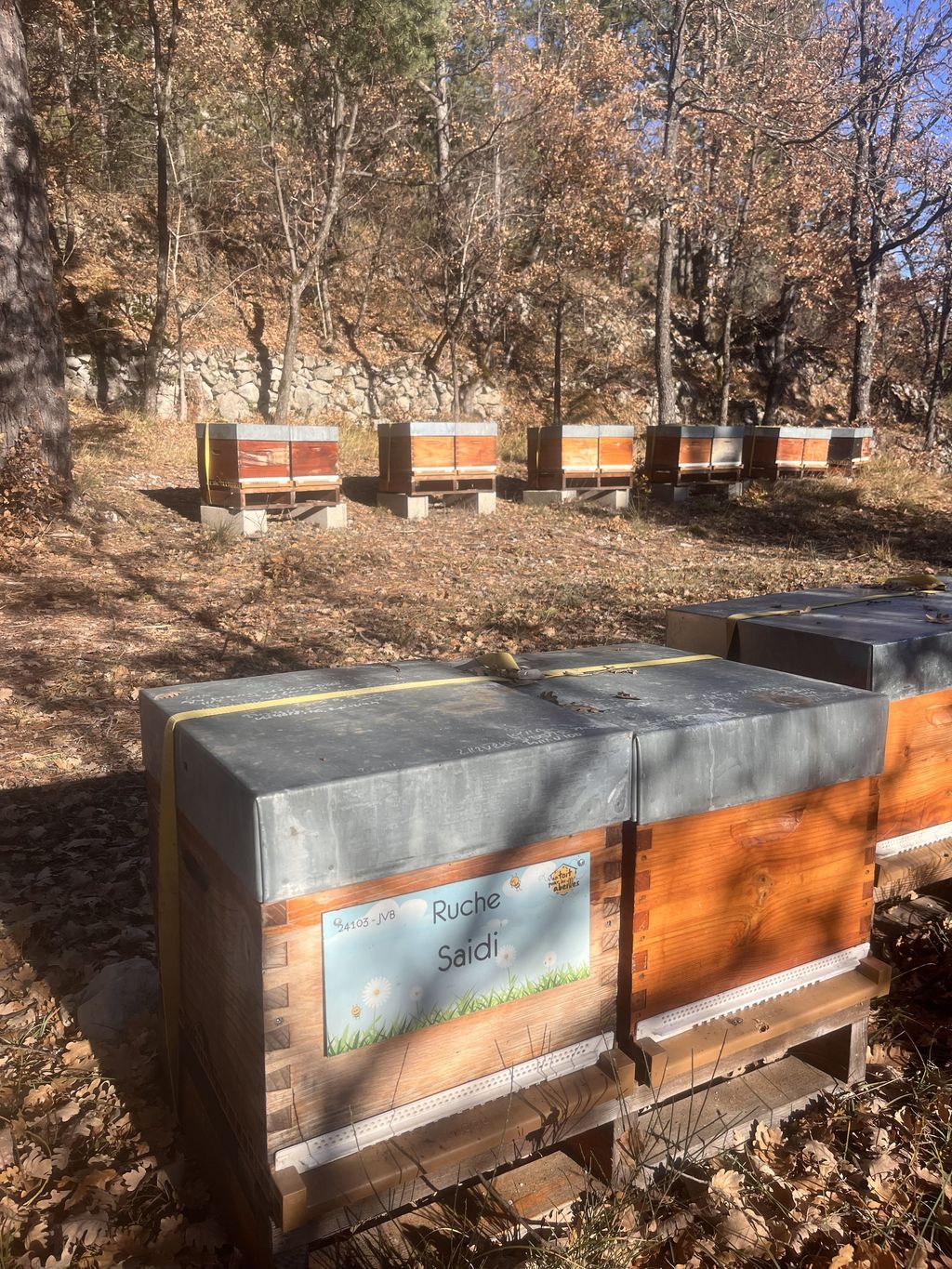 La ruche Saidi