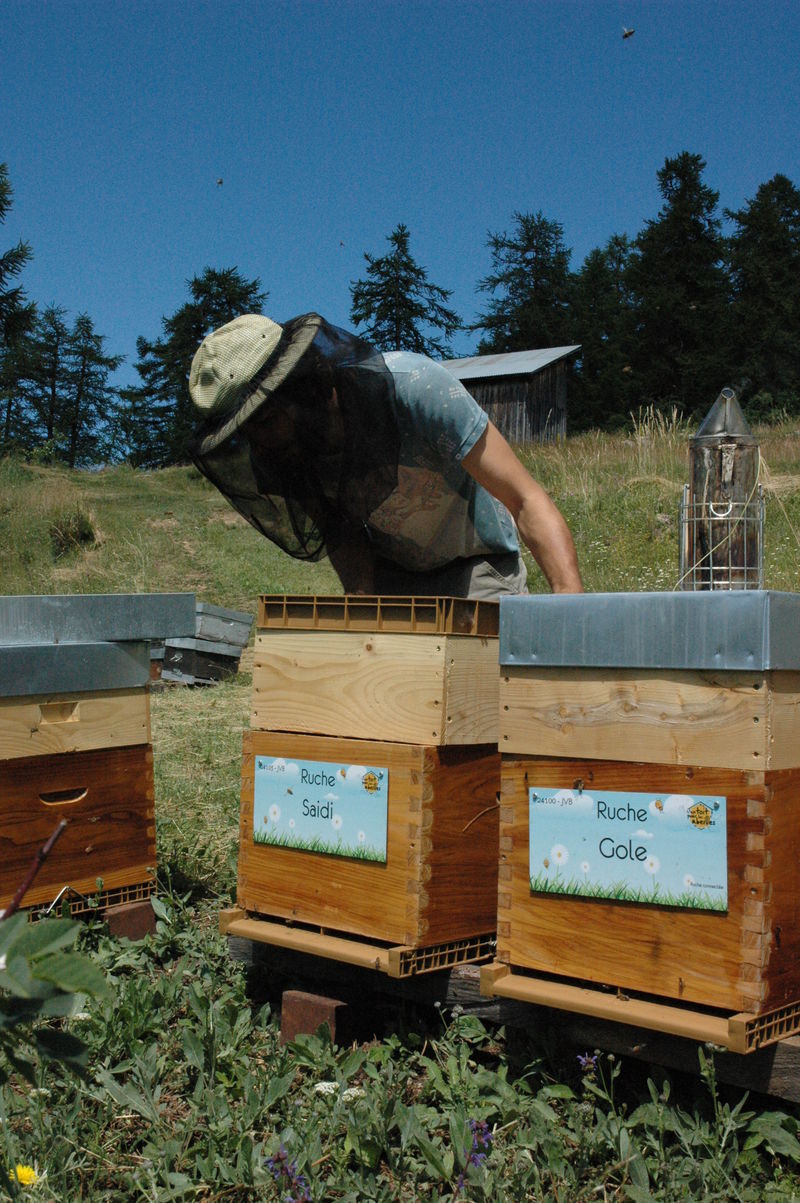 La ruche Saidi