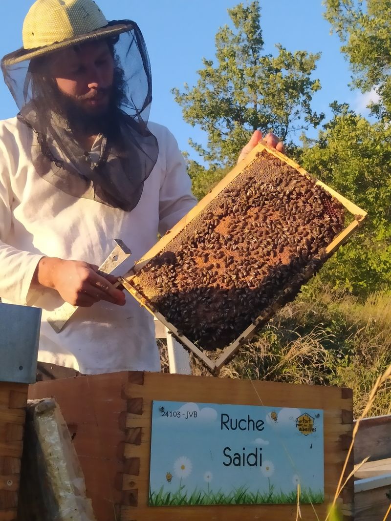 La ruche Saidi