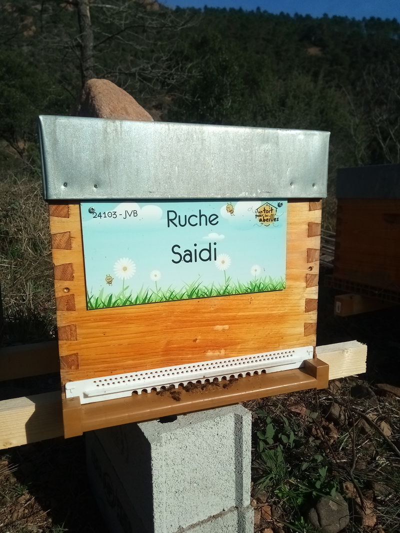 La ruche Saidi