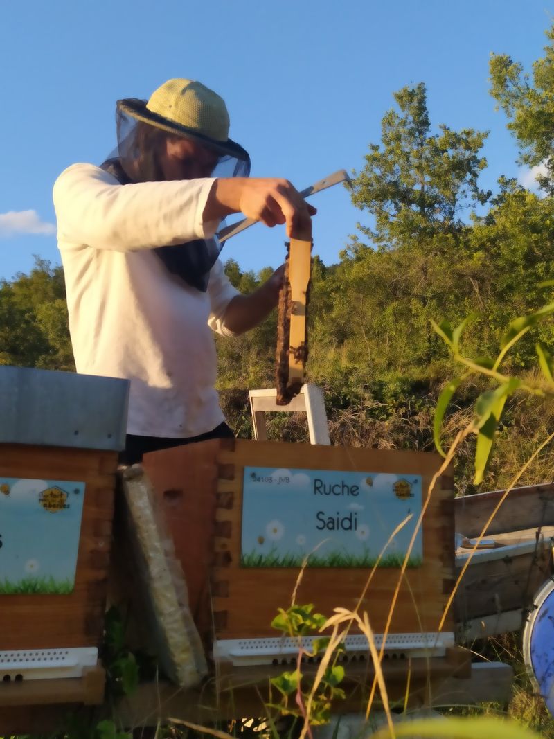 La ruche Saidi