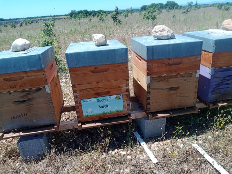 La ruche Saidi
