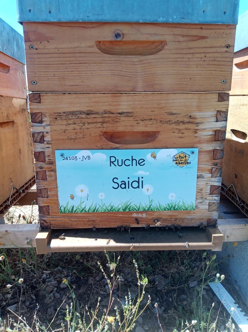 La ruche Saidi