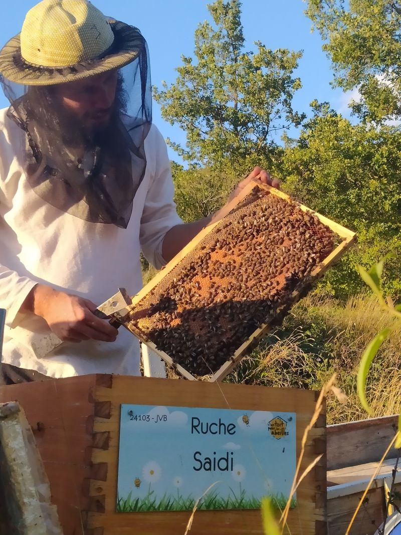 La ruche Saidi