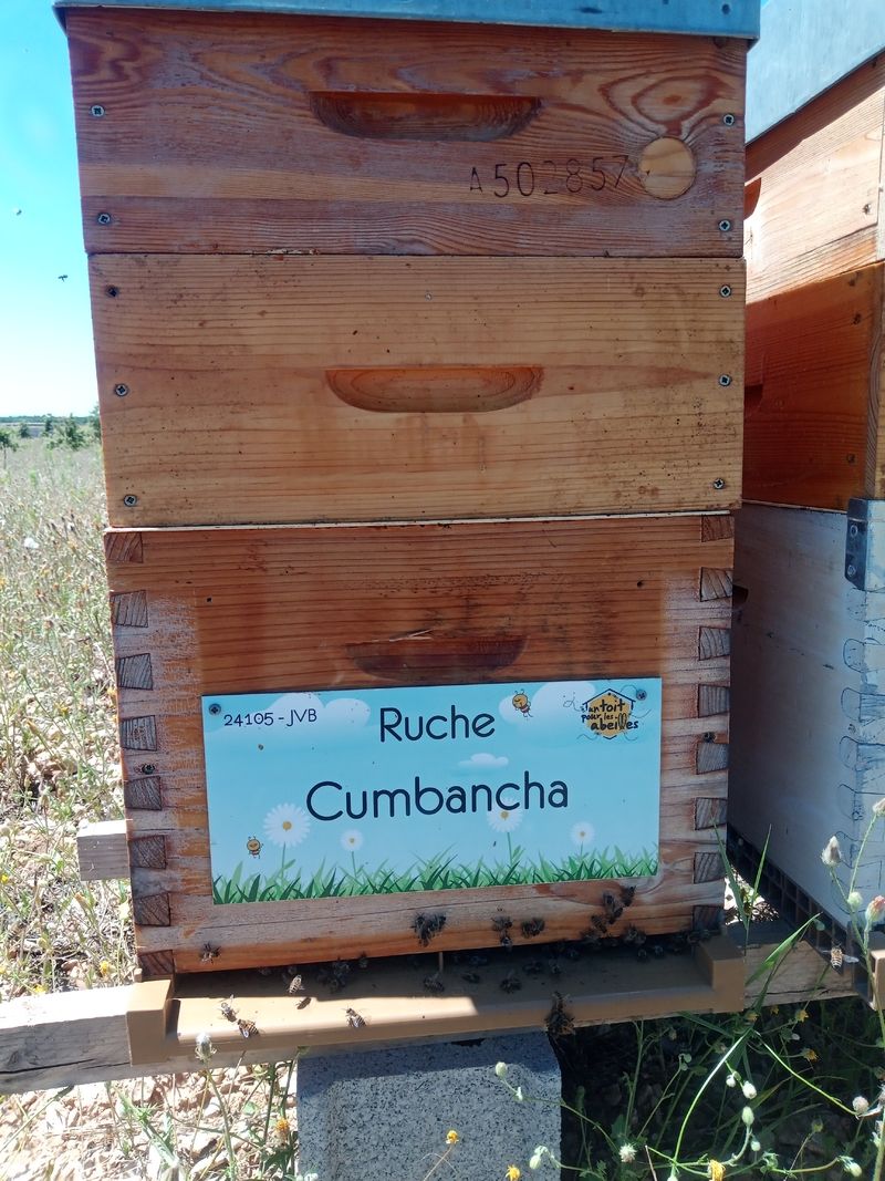 La ruche Cumbancha