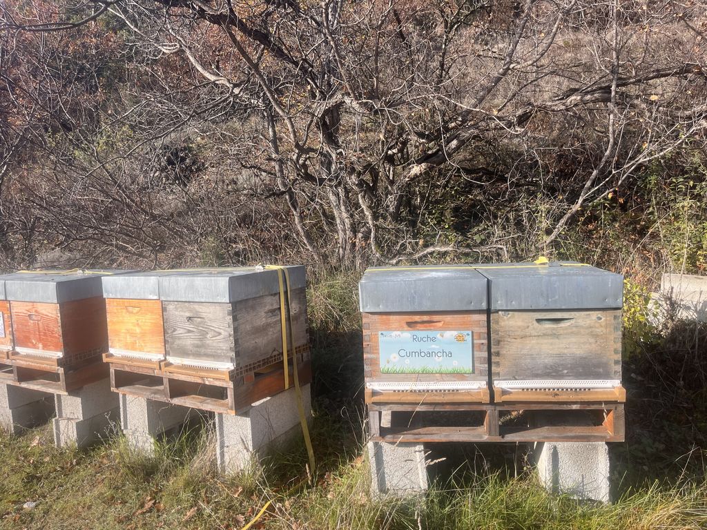 La ruche Cumbancha
