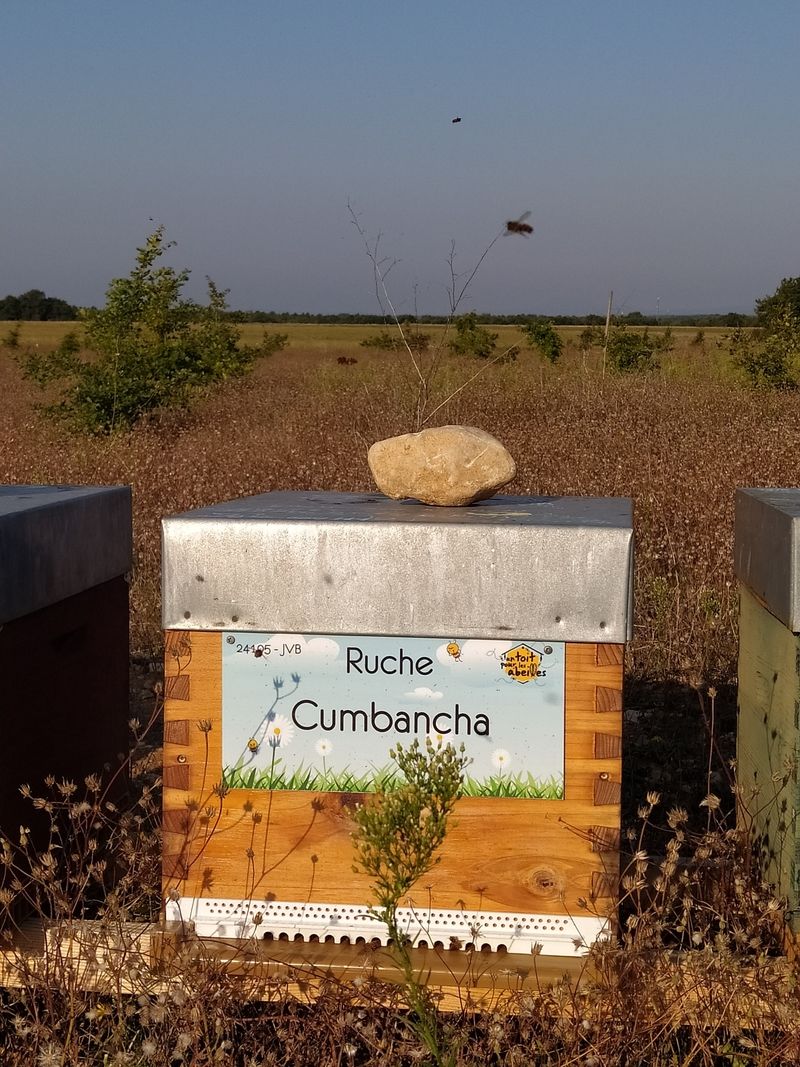 La ruche Cumbancha