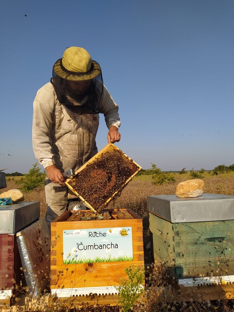 La ruche Cumbancha