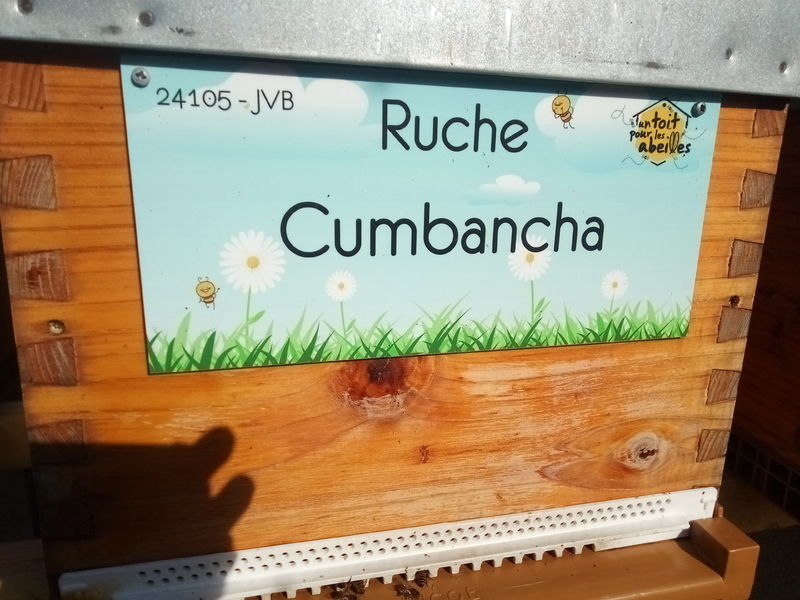 La ruche Cumbancha