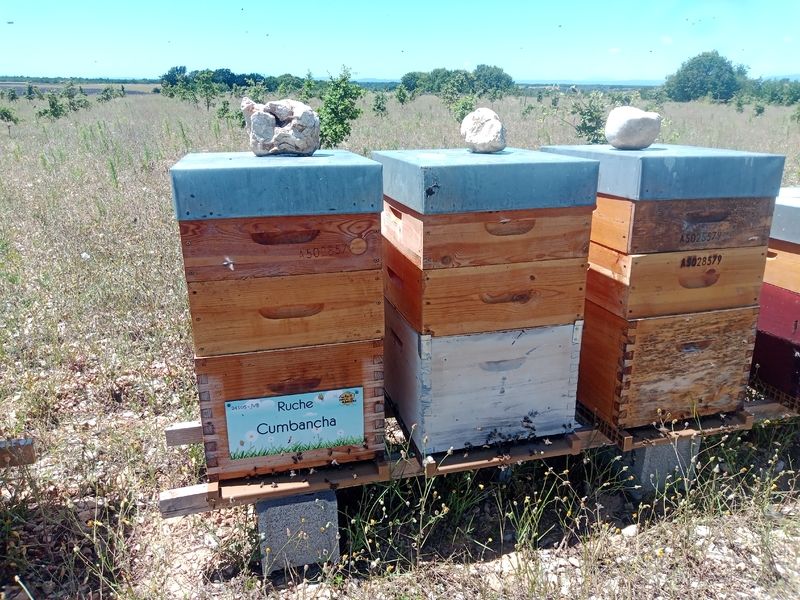 La ruche Cumbancha