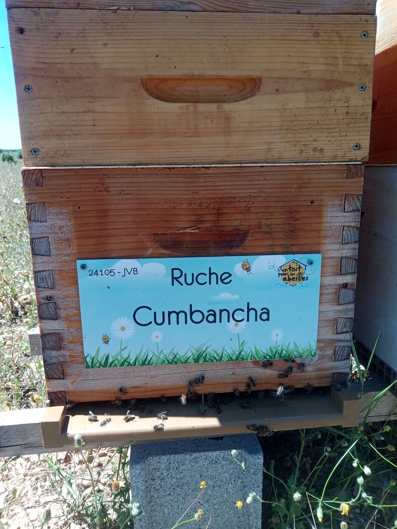 La ruche Cumbancha