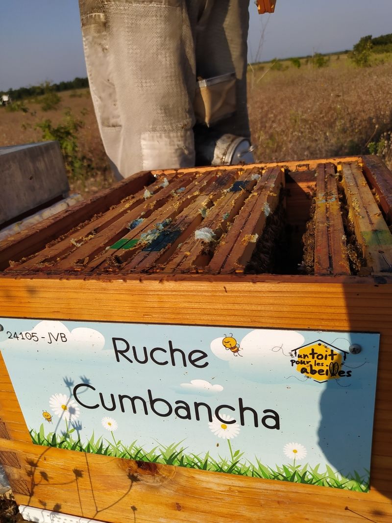 La ruche Cumbancha