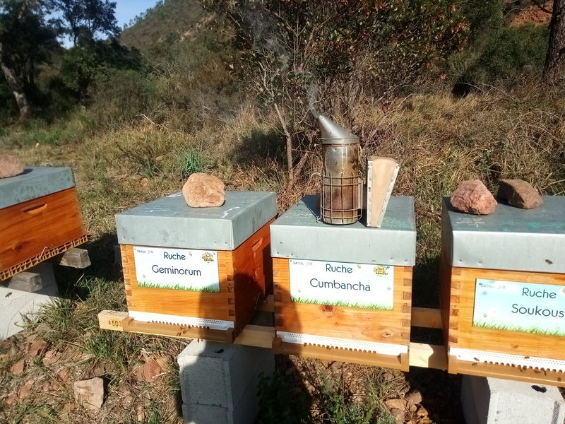La ruche Cumbancha